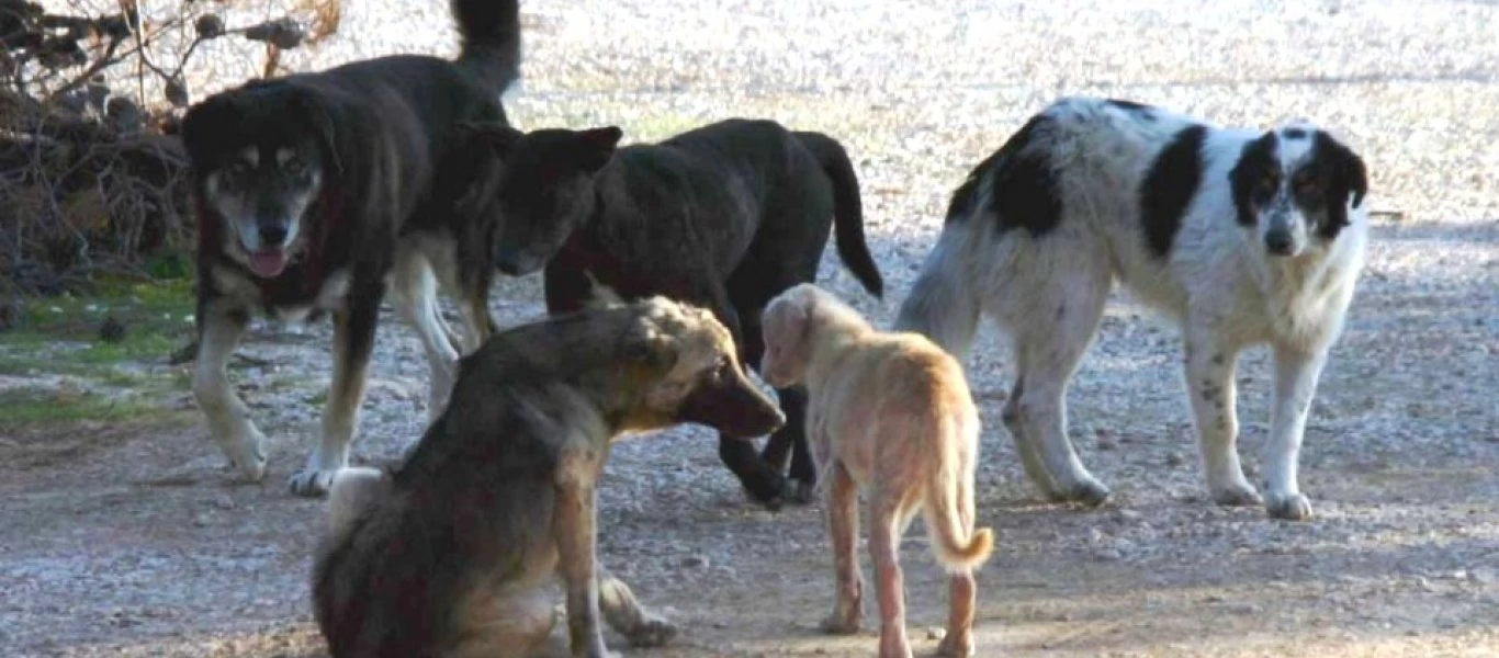 «Ζούγκλα» η Θεσσαλονίκη: Αγέλες αδέσποτων λυμαίνονται την πόλη - Η ανακοίνωση του δήμου